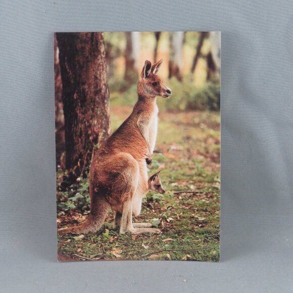 Vintage Postcard - Kangaroo and Joey - Bartel Postcards - Picture 4 of 4